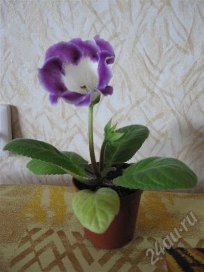 Лот: 527416. Фото: 1. Глосиния.. Горшечные растения и комнатные цветы