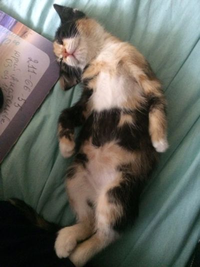 Лот: 12106594. Фото: 1. Срочно отдадим кошечку. Кошки, котята