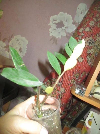 Лот: 10693677. Фото: 1. Замиокулкас вариегатный. Горшечные растения и комнатные цветы