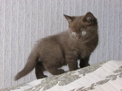 Лот: 7078506. Фото: 1. шотландские котята 7шт. Кошки, котята