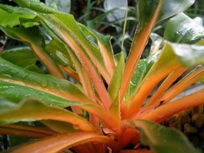 Лот: 9888405. Фото: 1. Хлорофитум орхидозвездный - Оранжевое... Горшечные растения и комнатные цветы