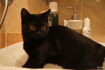Лот: 9181008. Фото: 1. Британец! (кошечка). Кошки, котята
