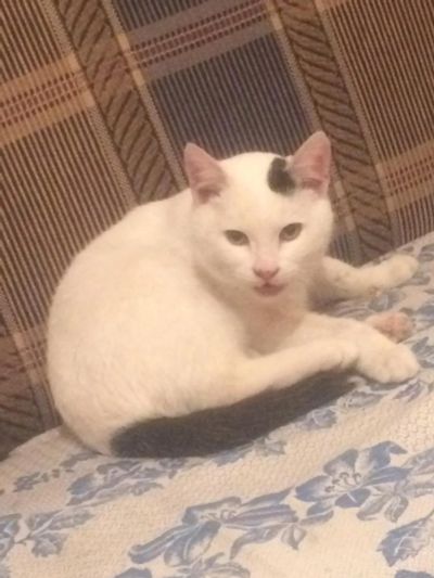 Лот: 6523695. Фото: 1. Отдам красивого котика любящим... Кошки, котята