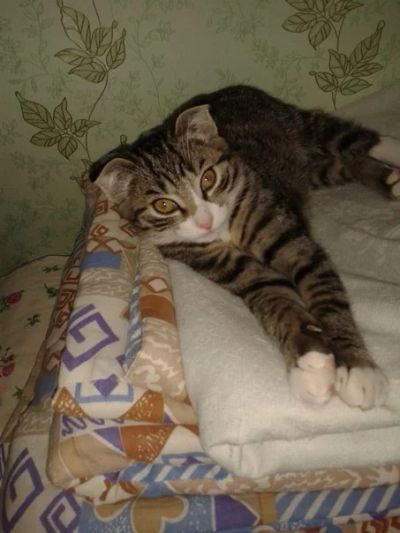 Лот: 6564160. Фото: 1. Веслоухий шотланджец 4 месяца. Кошки, котята