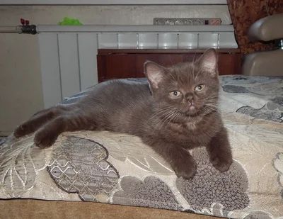 Лот: 6847900. Фото: 1. Шотландский мальчик редкого окраса. Кошки, котята