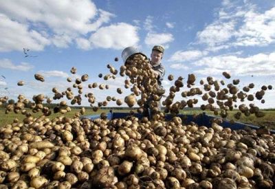 Лот: 965228. Фото: 1. 1 мешок картофеля. Картофель