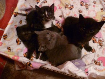 Лот: 1554433. Фото: 1. Рождественские котята. Кошки, котята
