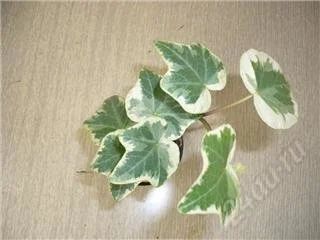 Лот: 70735. Фото: 1. Плющ hedera helix glacier. Горшечные растения и комнатные цветы