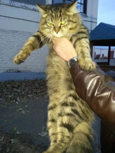 Лот: 3292786. Фото: 1. кот срочно к пристройству. Кошки, котята