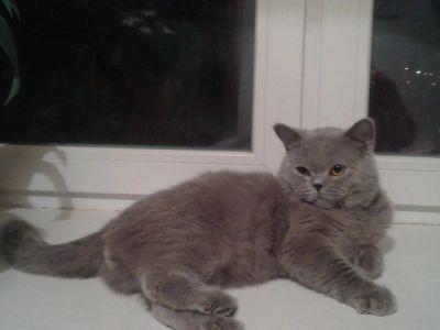 Лот: 6811933. Фото: 1. Вязка с британским котом. Кошки, котята