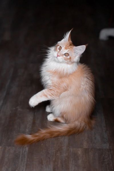 Лот: 15462129. Фото: 1. Котёнок Мейн Кун. Кошки, котята