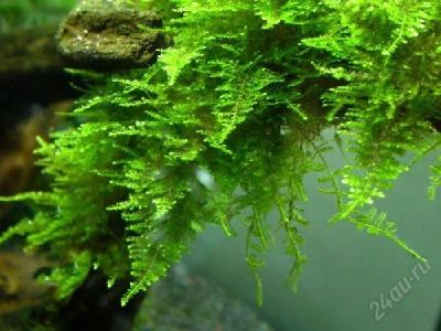 Лот: 1214531. Фото: 1. Vesicularia sp. "China" - China-moos. Водные растения