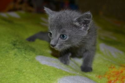 Лот: 8724296. Фото: 1. Котята. Кошки, котята
