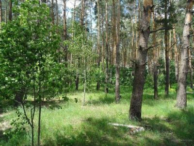 Лот: 25550693. Фото: 1. участок , дачный потребительский... Земельные участки