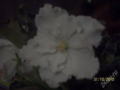 Лот: 594354. Фото: 1. Фиалка белая. Горшечные растения и комнатные цветы