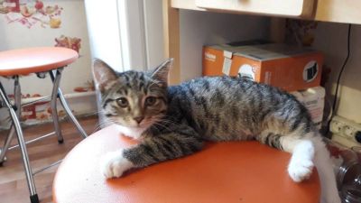 Лот: 12568494. Фото: 1. Котёнок. Кошки, котята
