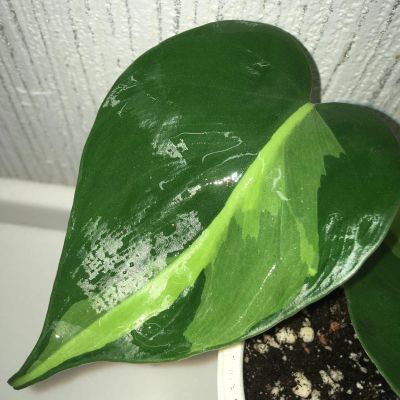 Лот: 16849179. Фото: 1. Филодендрон scandens «Brasil». Горшечные растения и комнатные цветы