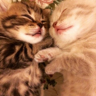 Лот: 6644310. Фото: 1. Котята-шотландцы. Кошки, котята