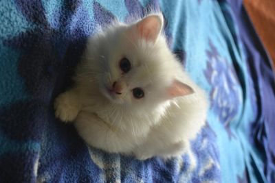 Лот: 3184876. Фото: 1. отдам в хорошие руки котёнка. Кошки, котята