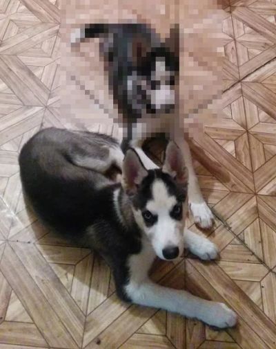Лот: 4723618. Фото: 1. Сибирский хаски, щенок, мальчик... Собаки, щенки