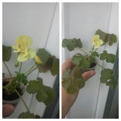 Лот: 9125997. Фото: 1. Пеларгония Pac First Yellow. Горшечные растения и комнатные цветы
