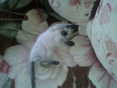 Лот: 4405283. Фото: 1. Сиамский котик. Кошки, котята