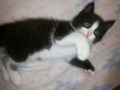 Лот: 10372037. Фото: 1. Отдам черно-белого котика 1.5... Кошки, котята