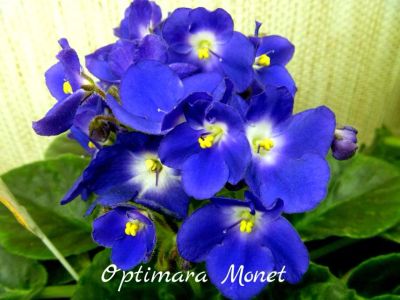 Лот: 5209361. Фото: 1. Фиалка сортовая Optimara Monet... Горшечные растения и комнатные цветы