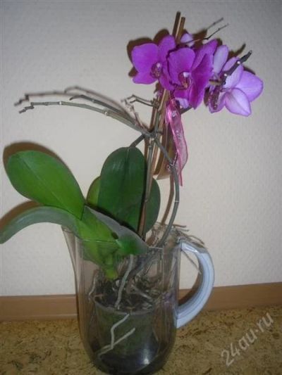 Лот: 1701759. Фото: 1. Орхидея - фаленопсис. Повторные... Горшечные растения и комнатные цветы