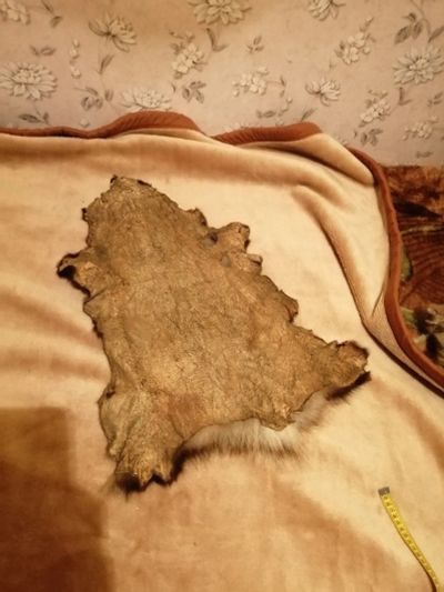 Лот: 15280245. Фото: 1. Шкура барсук. Чучела животных, рога, шкуры