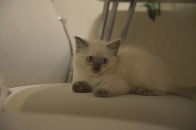 Лот: 14167665. Фото: 1. котята Невской-Маскарадной. Кошки, котята