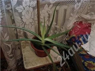 Лот: 227236. Фото: 1. Алоэ настоящее барбадосское, или... Горшечные растения и комнатные цветы