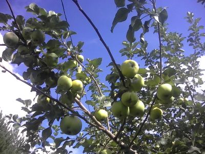 Лот: 25716035. Фото: 1. Яблоки, груши, ранетки (с дачи... Овощи, фрукты, зелень