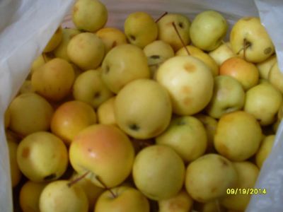 Лот: 4463275. Фото: 1. Ранет - Уральское наливное, 7л... Овощи, фрукты, зелень