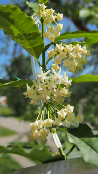 Лот: 11666474. Фото: 1. Хойя Локки (hoya Lockii). Горшечные растения и комнатные цветы