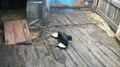 Лот: 7659557. Фото: 1. вьетнамская травоядная свинья. Остальные животные