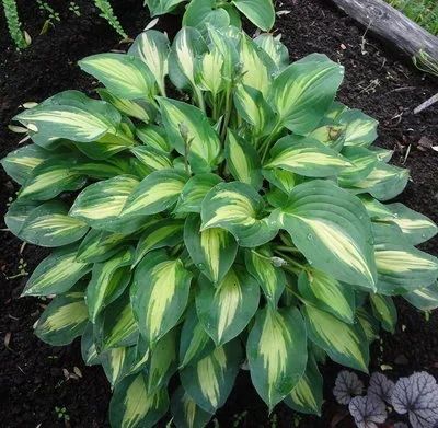 Лот: 9561801. Фото: 1. хоста Фэнтэзи Айленд (hosta "Fantasy... Садовые цветы