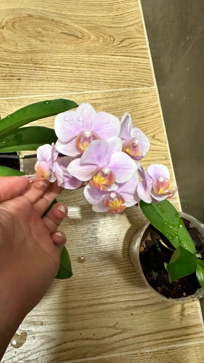 Лот: 21791962. Фото: 1. Орхидея фаленопсис Passione, мультифлора... Горшечные растения и комнатные цветы