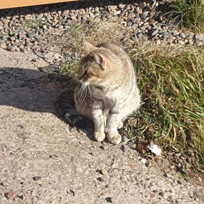 Лот: 25855068. Фото: 1. кошка. Кошки, котята