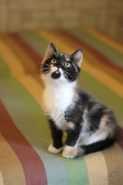 Лот: 5670155. Фото: 1. удача !. Кошки, котята