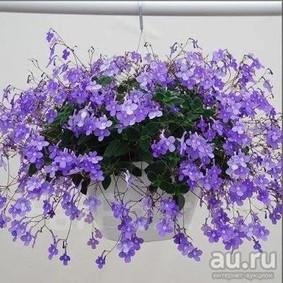 Лот: 17505431. Фото: 1. Стрептокарпелла. Горшечные растения и комнатные цветы