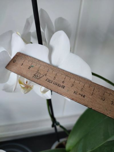 Лот: 25023760. Фото: 1. Орхидея белая 1. Горшечные растения и комнатные цветы