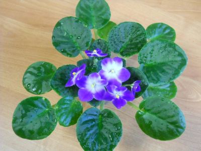 Лот: 9227374. Фото: 1. Фиалка Valeska Blue, взрослая... Горшечные растения и комнатные цветы