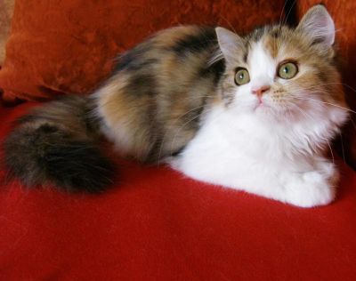 Лот: 8175187. Фото: 1. Шотландские девочки. Кошки, котята