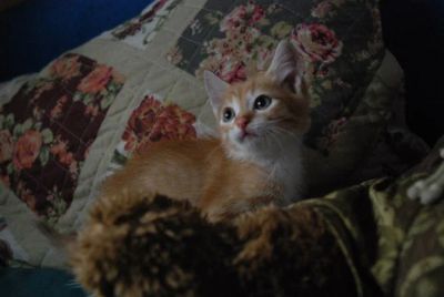 Лот: 3094457. Фото: 1. Рыжий котёнок-мальчик в дар!. Кошки, котята