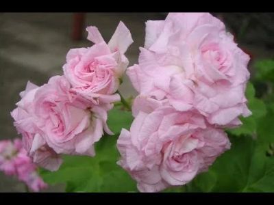 Лот: 13987853. Фото: 1. Пеларгония Millfield Rose. Горшечные растения и комнатные цветы