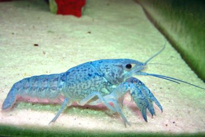 Лот: 11051776. Фото: 1. Голубой кубинский рак (Procambarus... Моллюски, ракообразные, кораллы