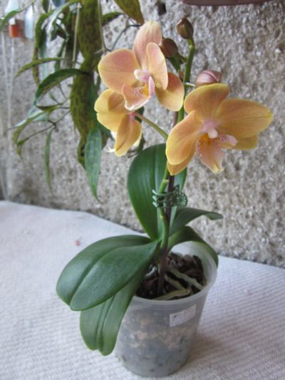 Лот: 25082813. Фото: 1. Орхидея фаленопсис азиатка от... Горшечные растения и комнатные цветы