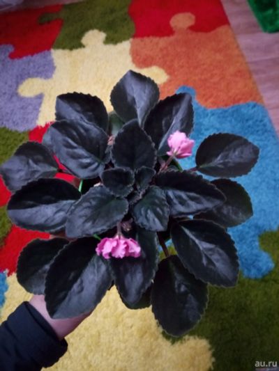 Лот: 13670041. Фото: 1. Фиалка см- леди карамель. Горшечные растения и комнатные цветы