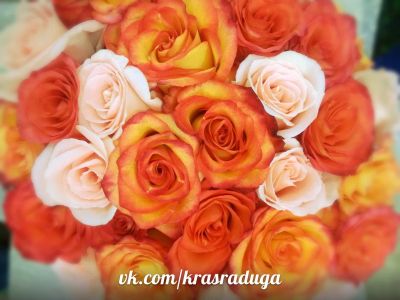 Лот: 3893991. Фото: 1. 15 роз из Голландии - 975р. Свежие цветы
